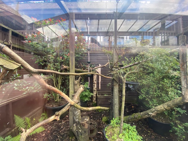 Kinkajou enclosure 200922