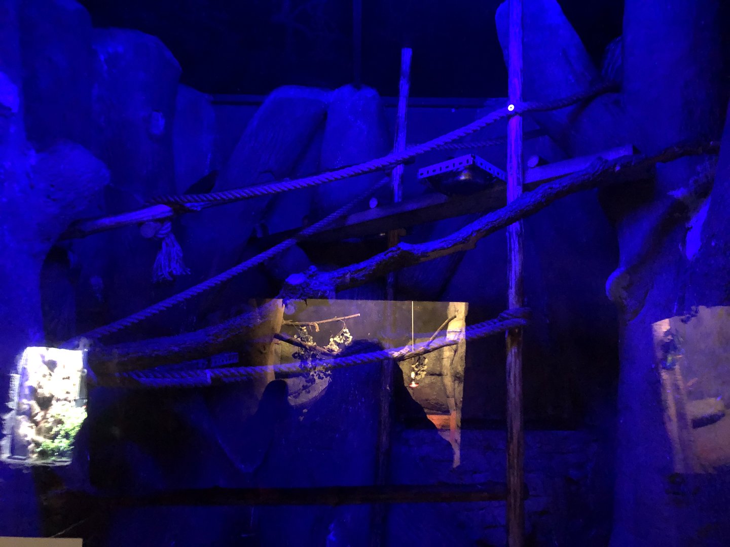 Kinkajou Enclosure at Aqua Vega