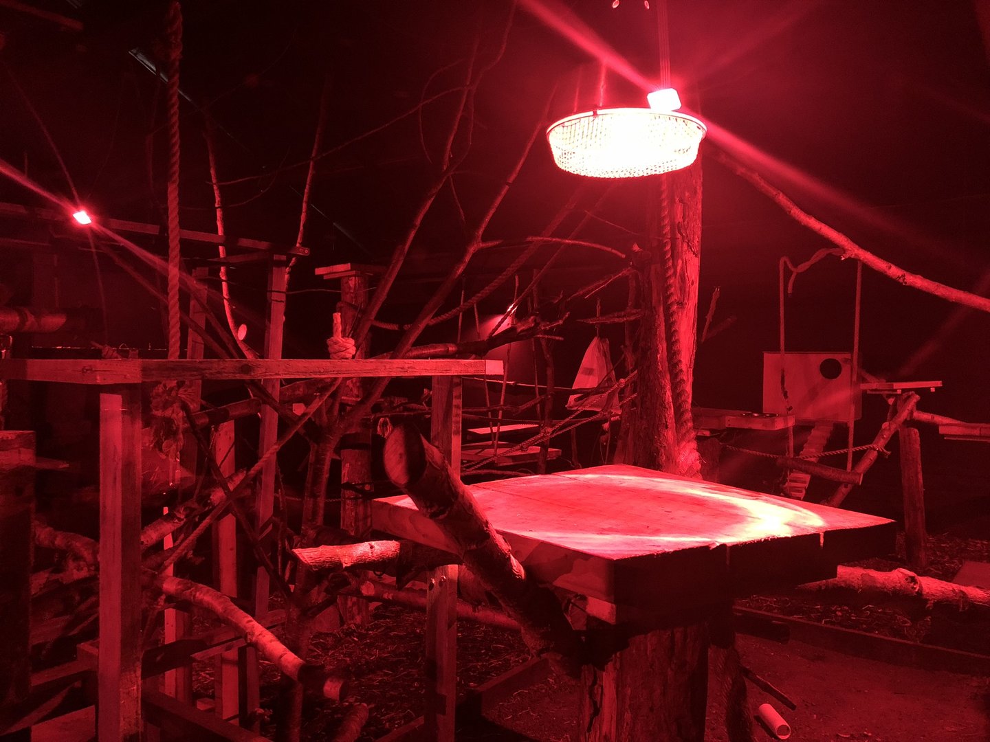 Kinkajou Enclosure at Ponderosa Zoo (October 2022)