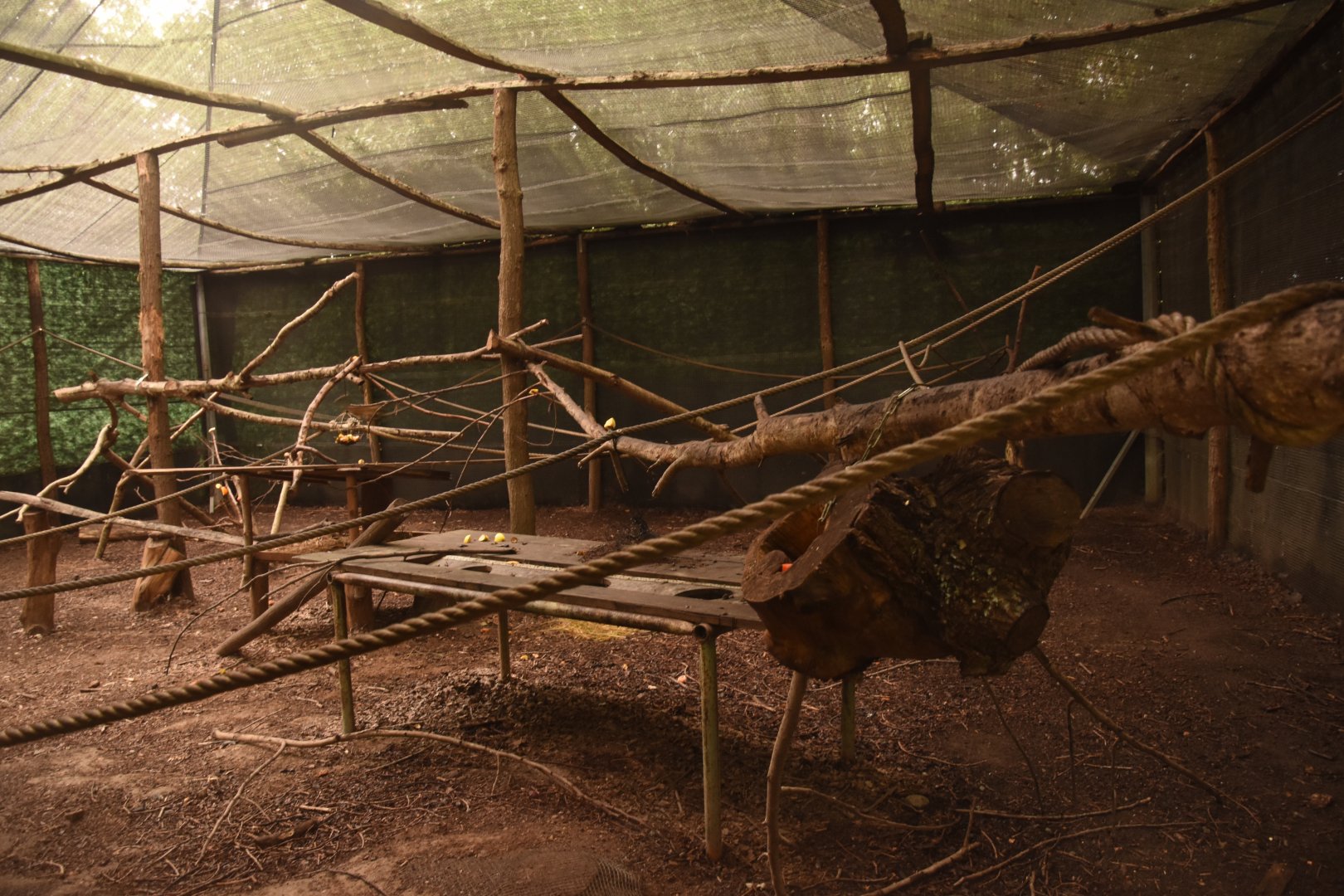 Kinkajou enclosure (darker in reality)