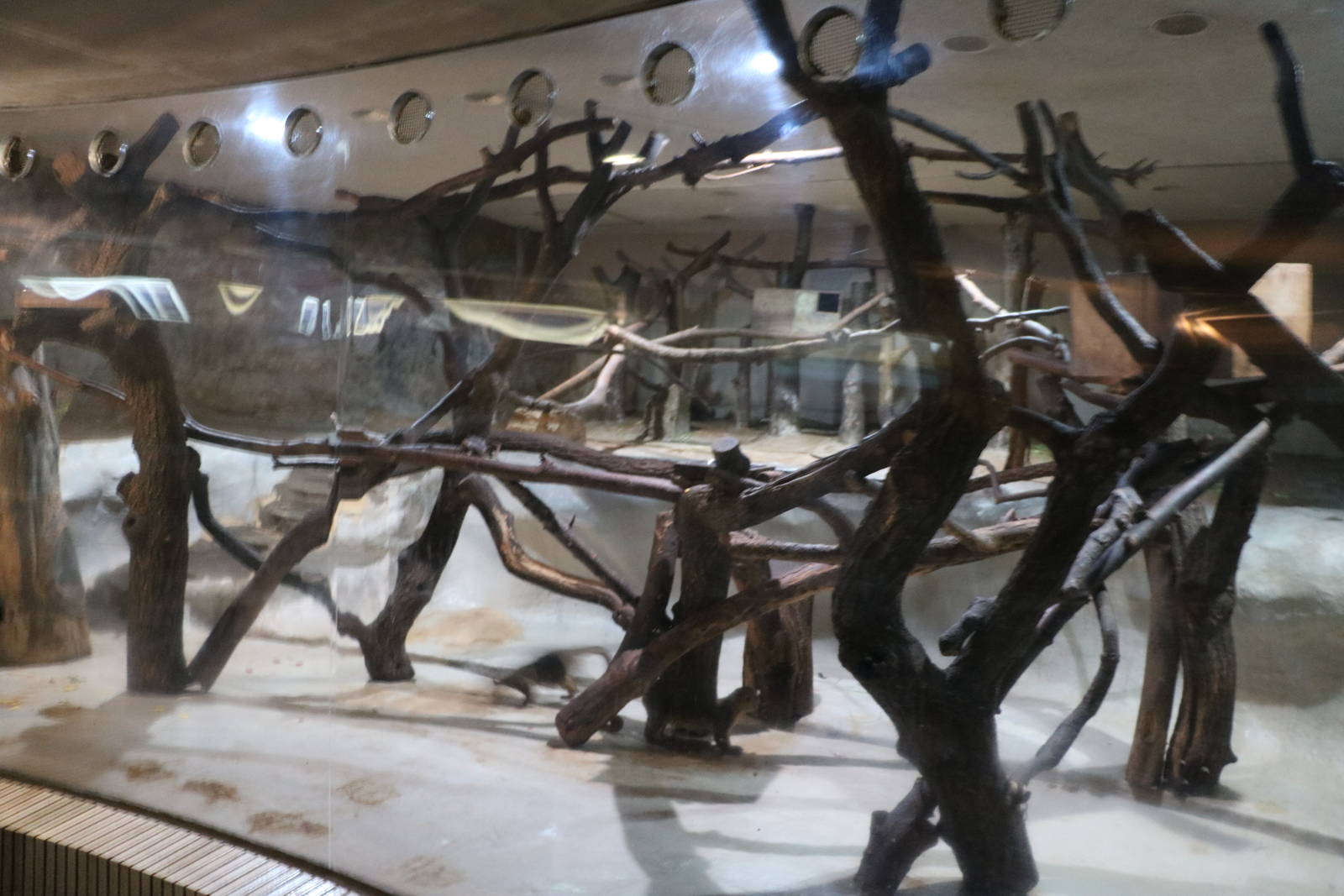 Kinkajou enclosure, February 2016