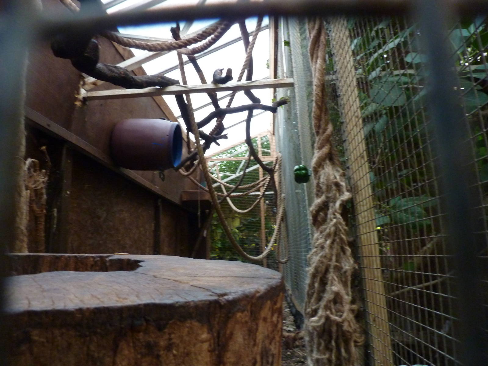 Kinkajou enclosure