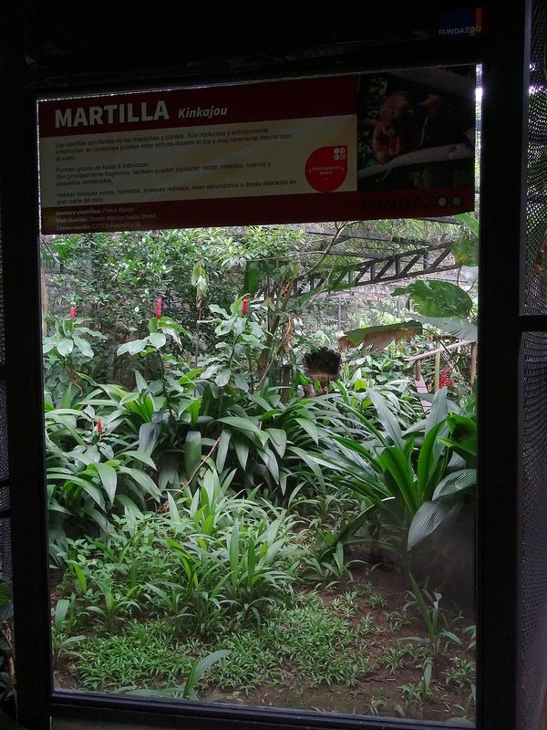 Kinkajou enclosure
