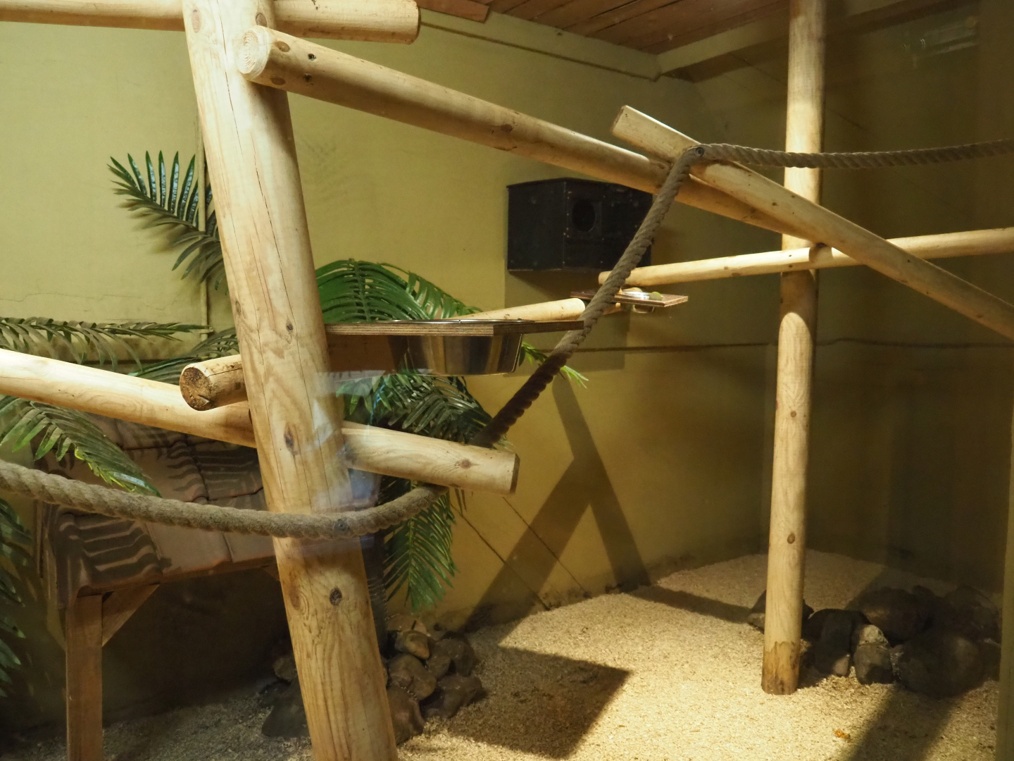 Kinkajou exhibit, 2020-09-12