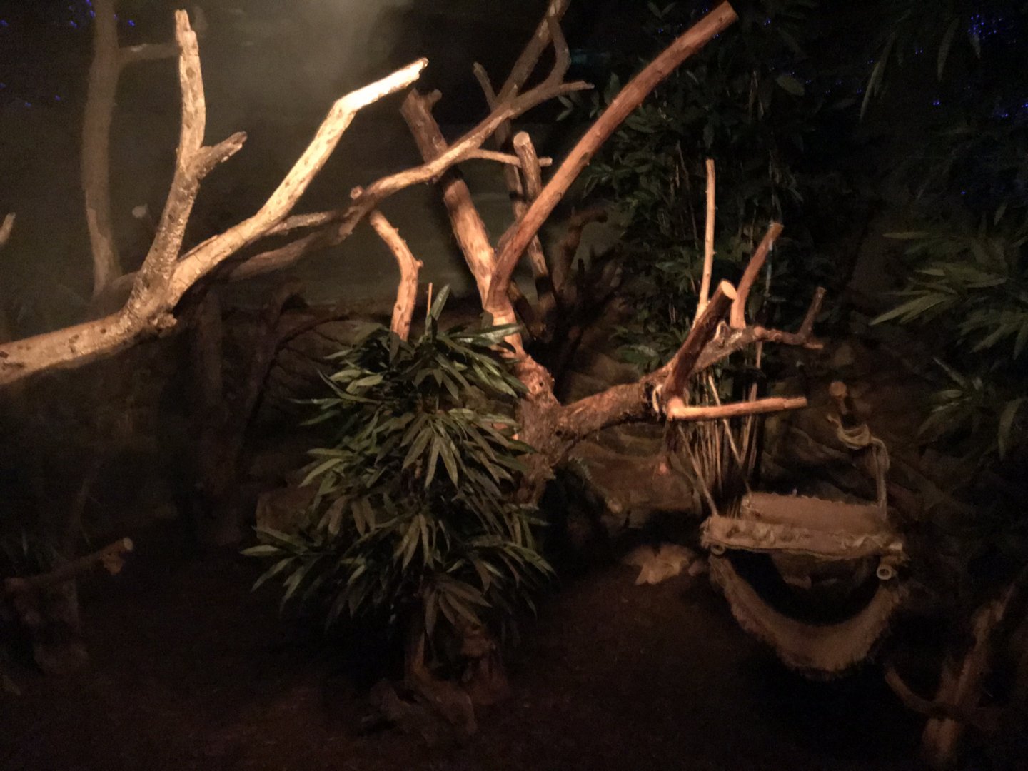 Kinkajou exhibit 290118