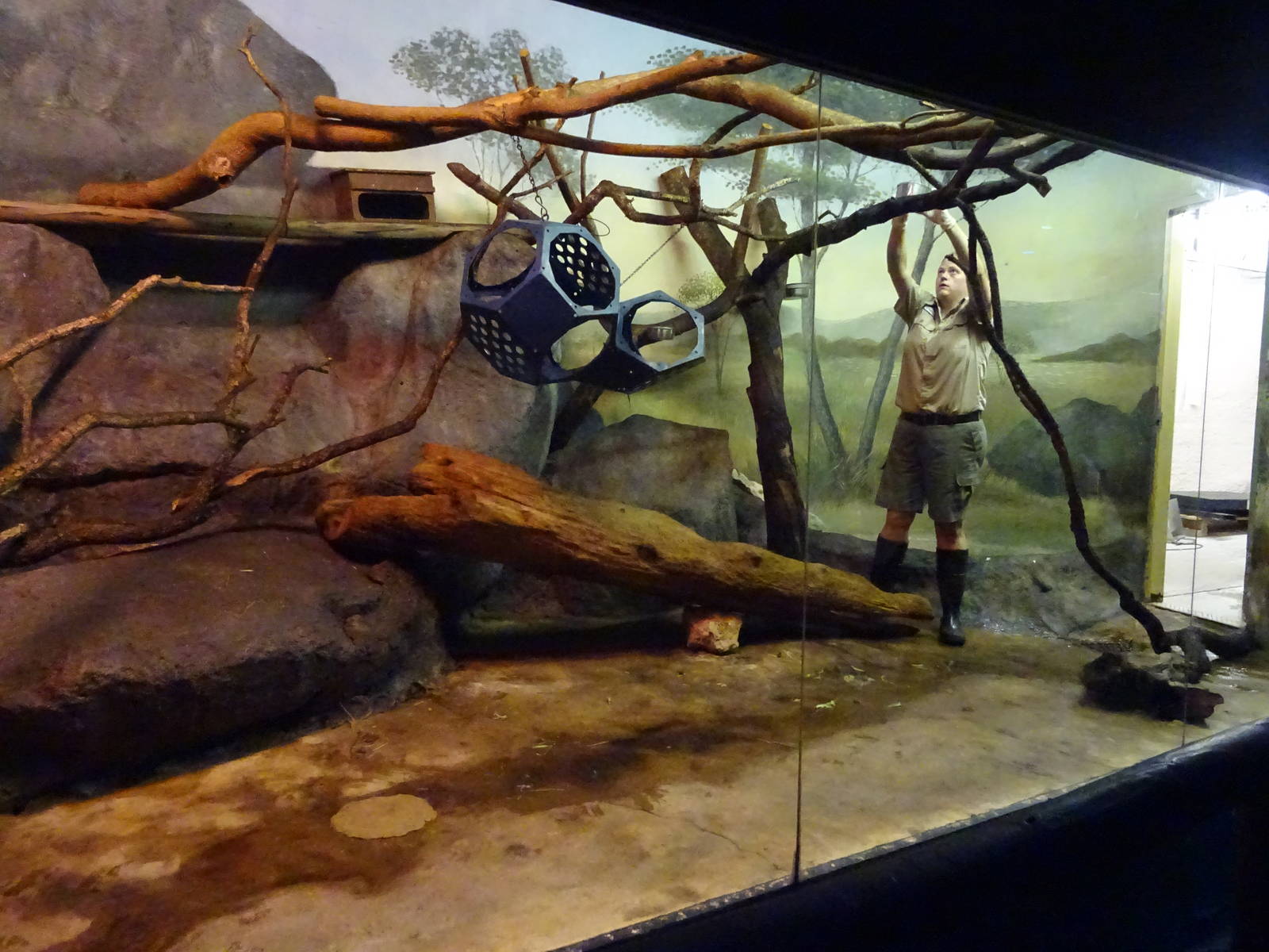 Kinkajou Exhibit at Busch Gardens Tampa