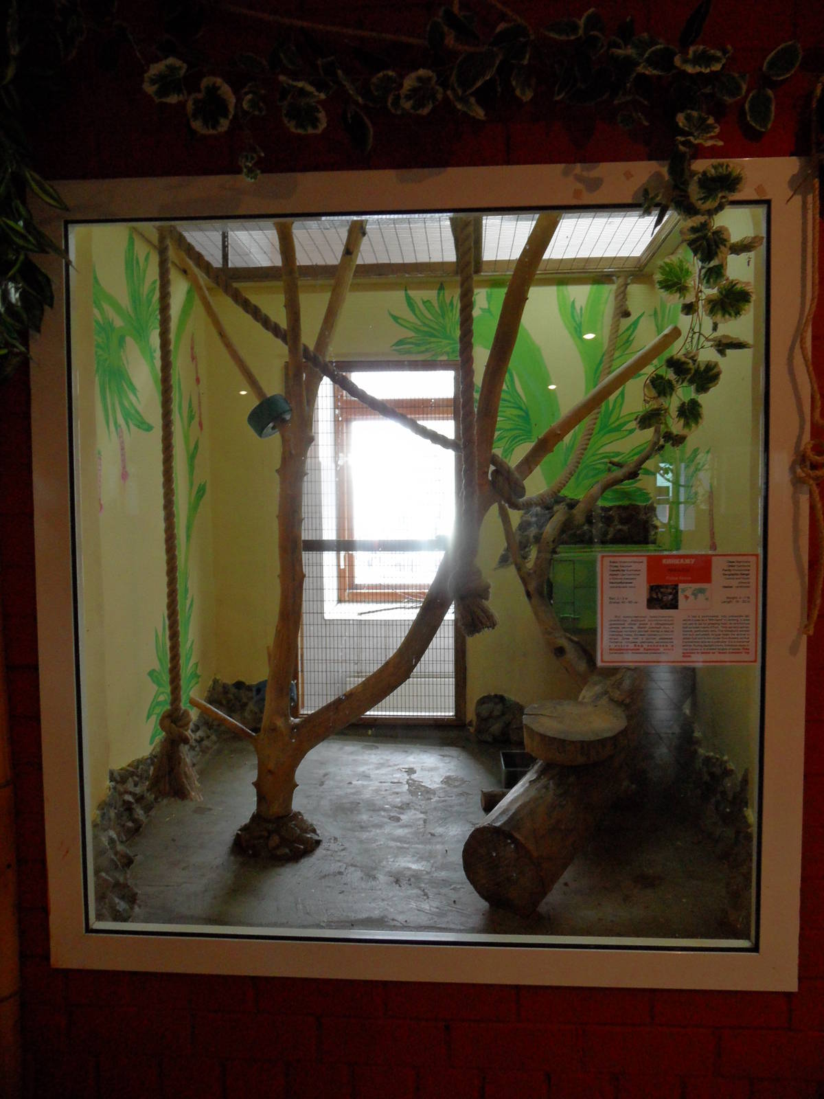 Kinkajou exhibit