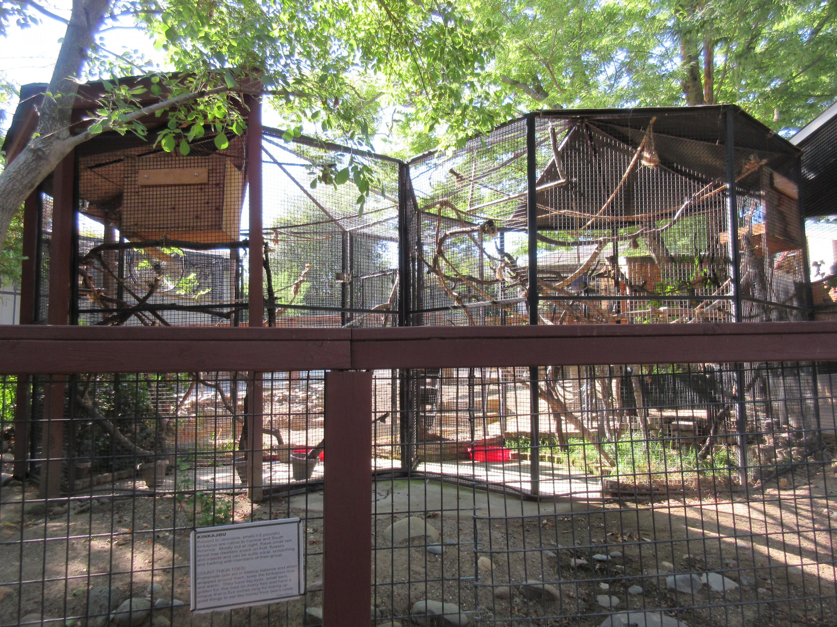 Kinkajou Exhibit