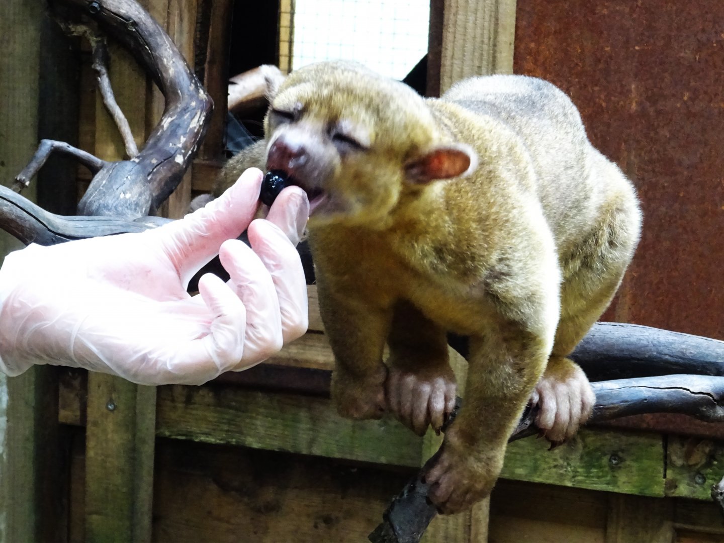 Kinkajou Feeding