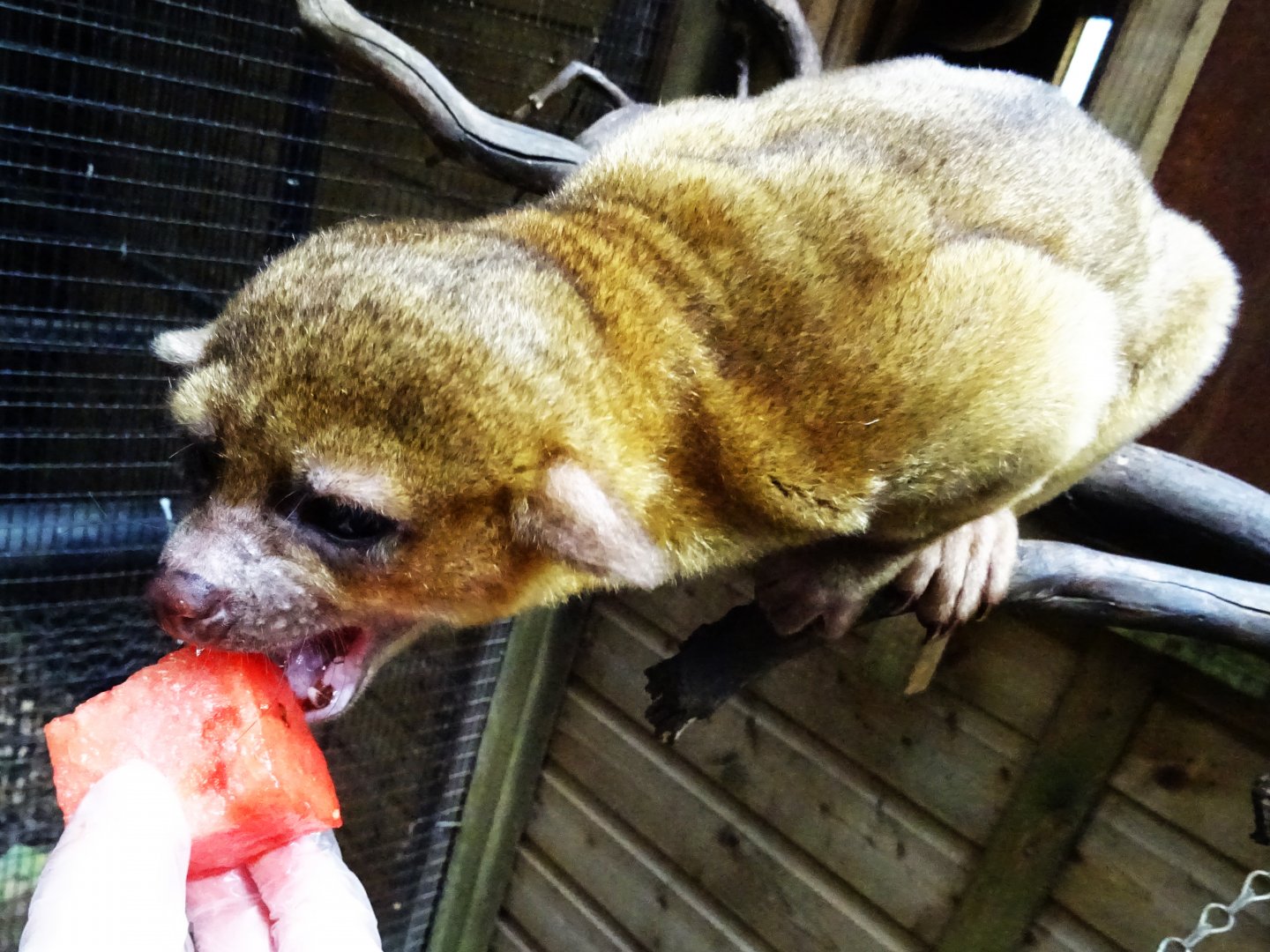 Kinkajou Feeding