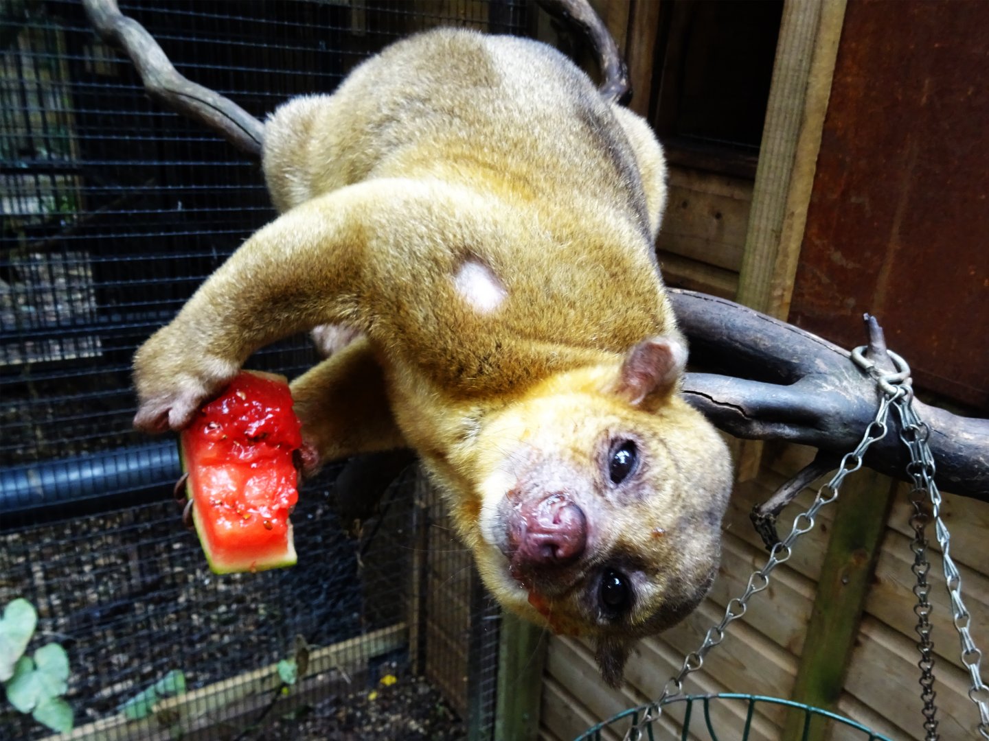 Kinkajou Feeding