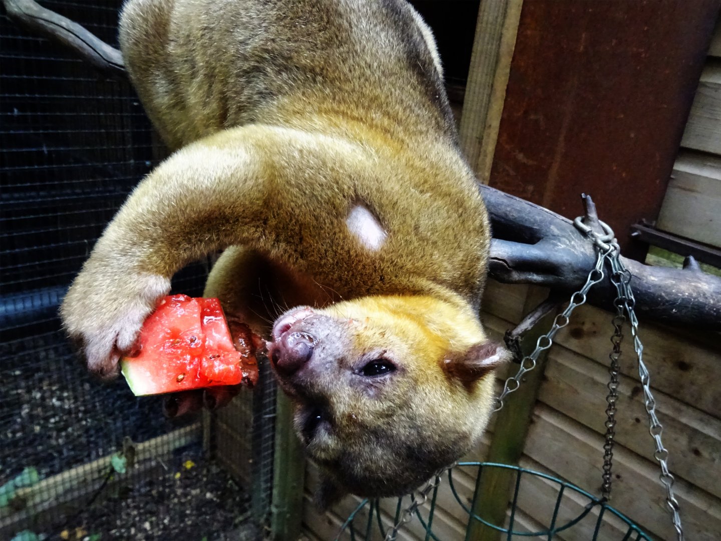 Kinkajou Feeding