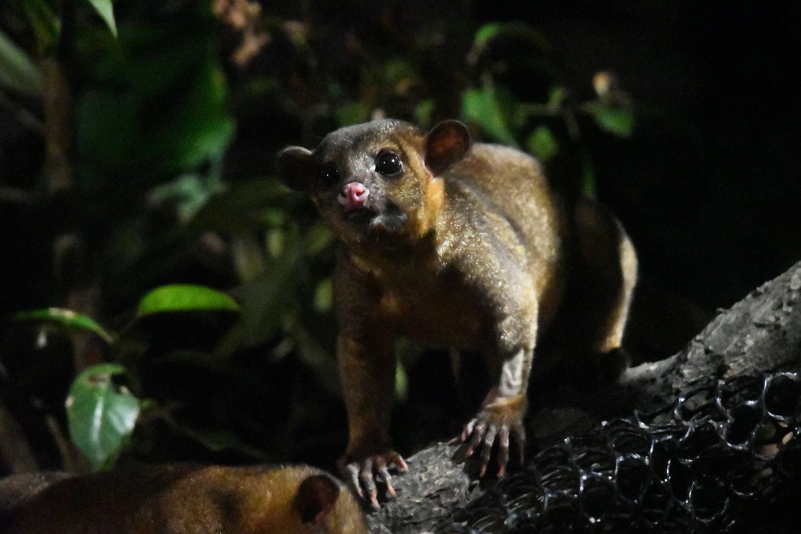 Kinkajou- Fishing cat trail