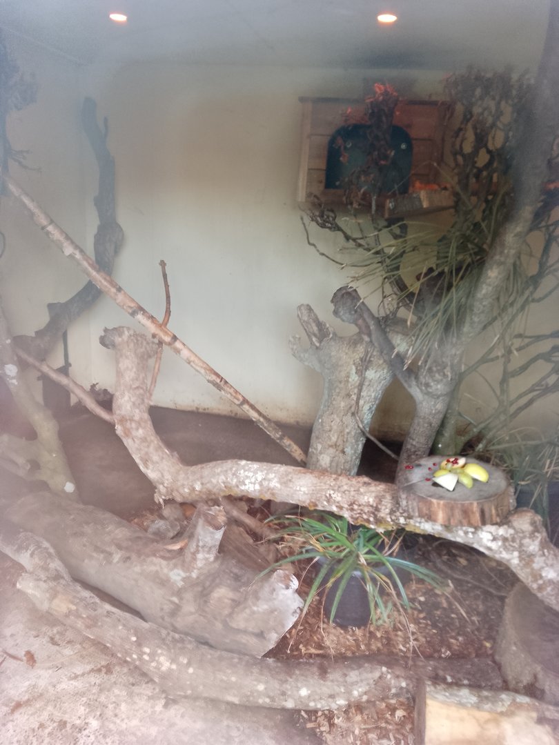 Kinkajou house