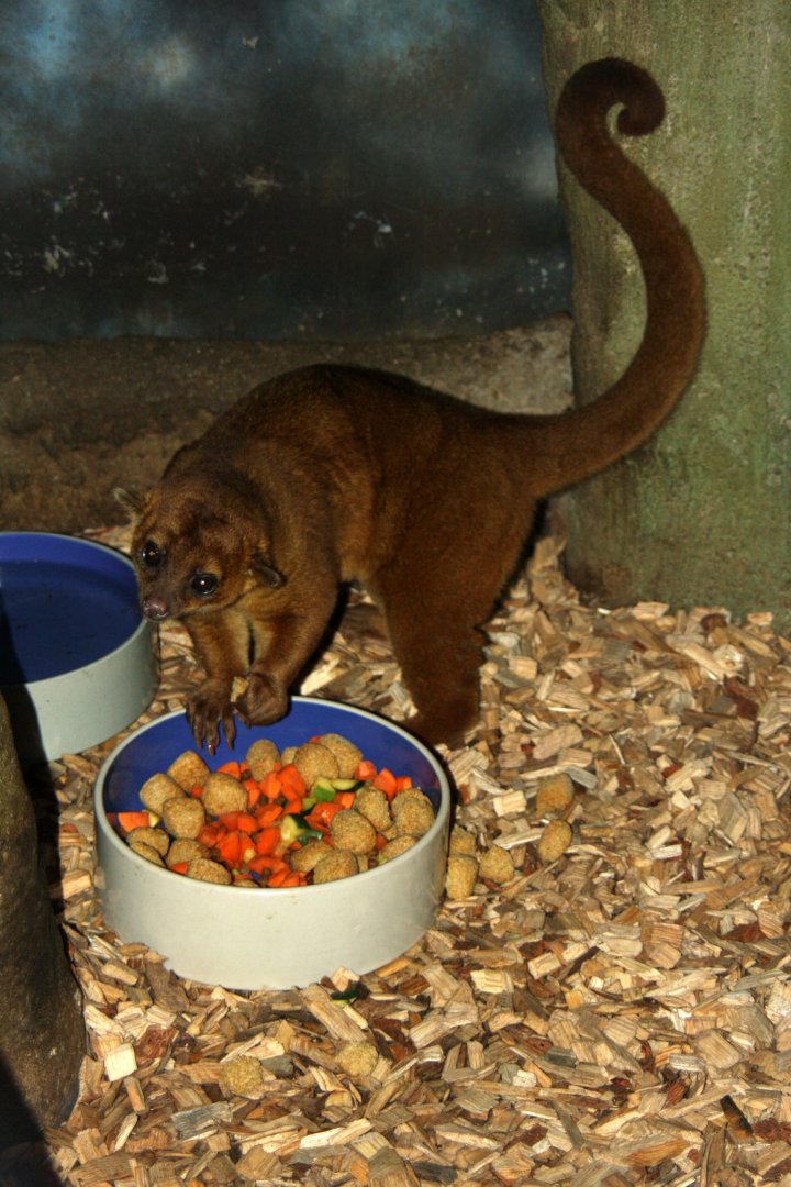 kinkajou (Potos flavus) 2010