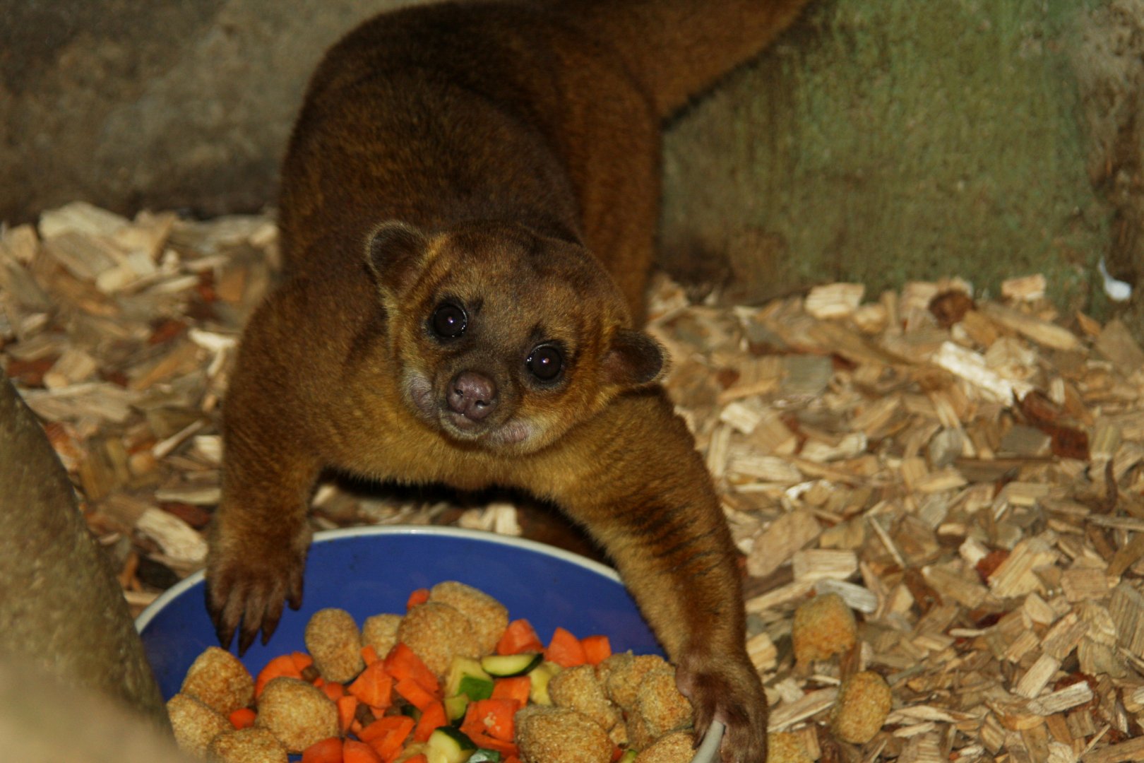 kinkajou (Potos flavus) 2010