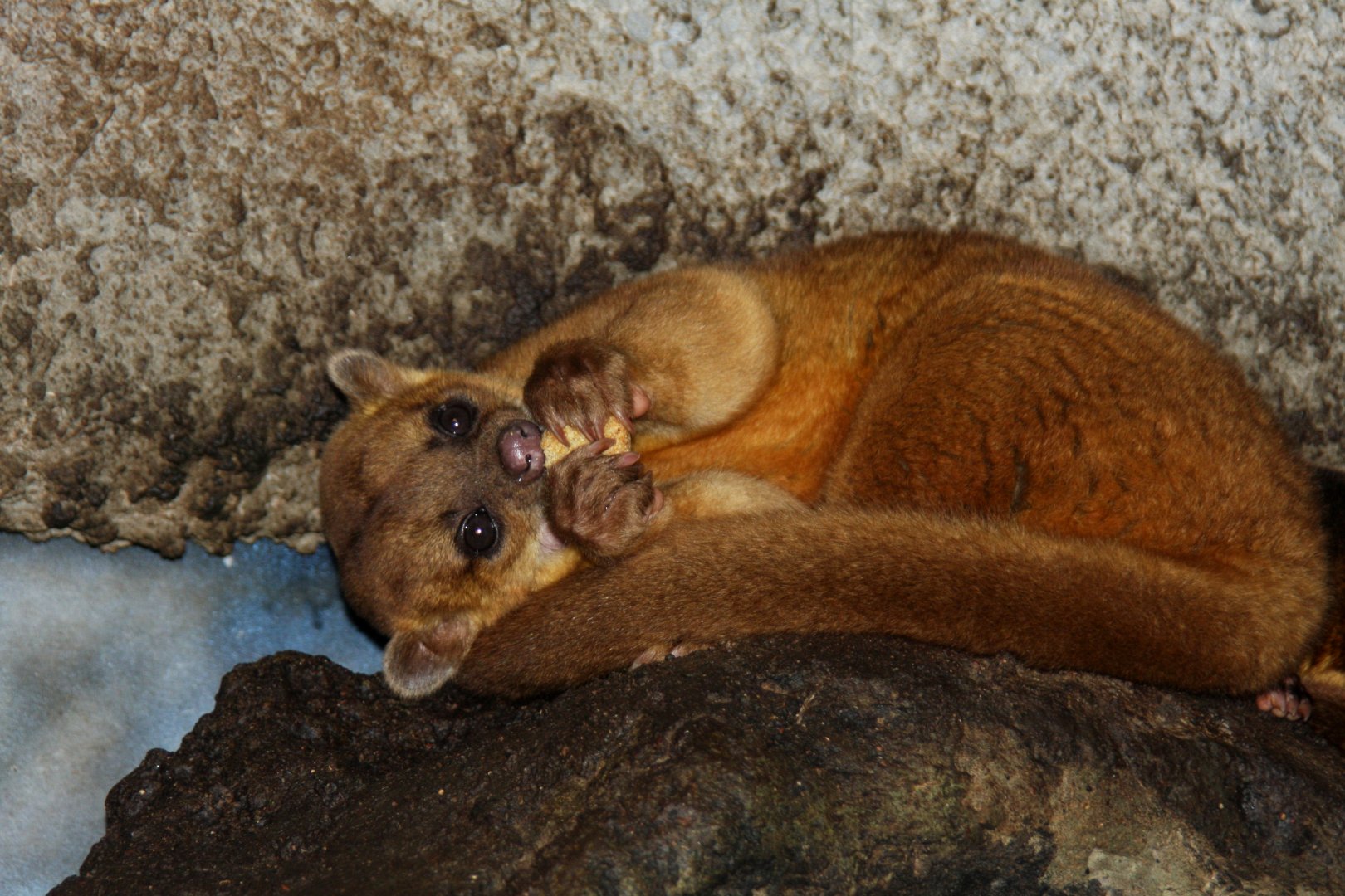kinkajou (Potos flavus) 2010
