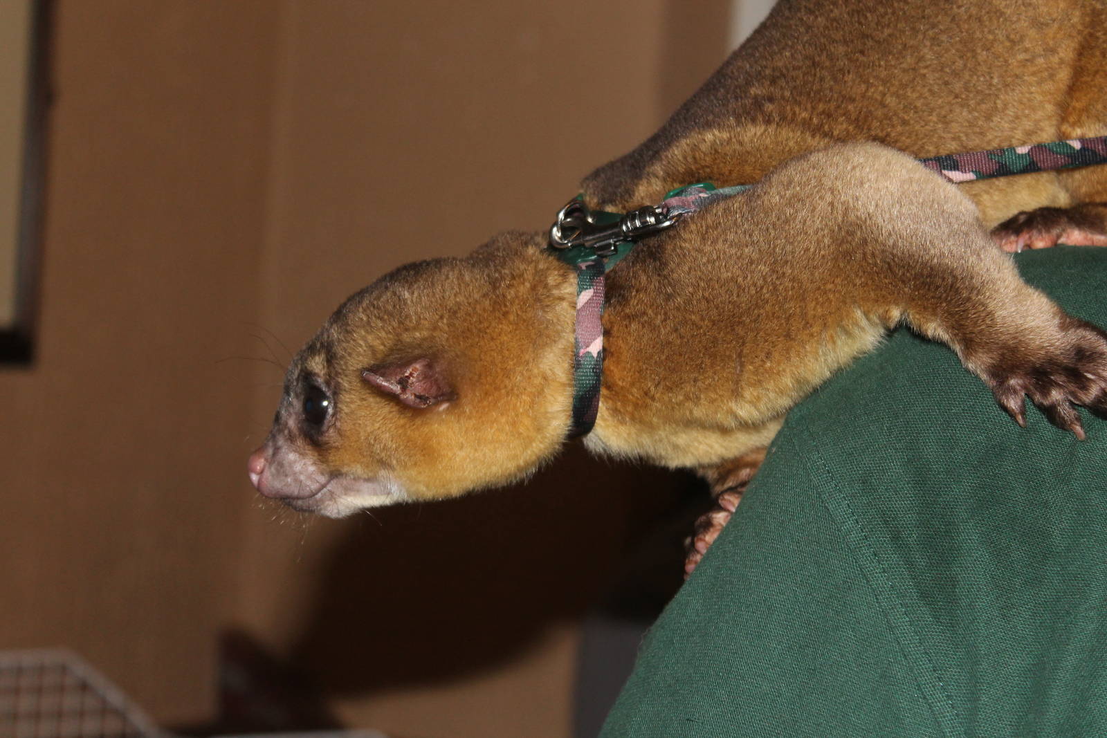 Kinkajou (Potos flavus) 25 November 2012