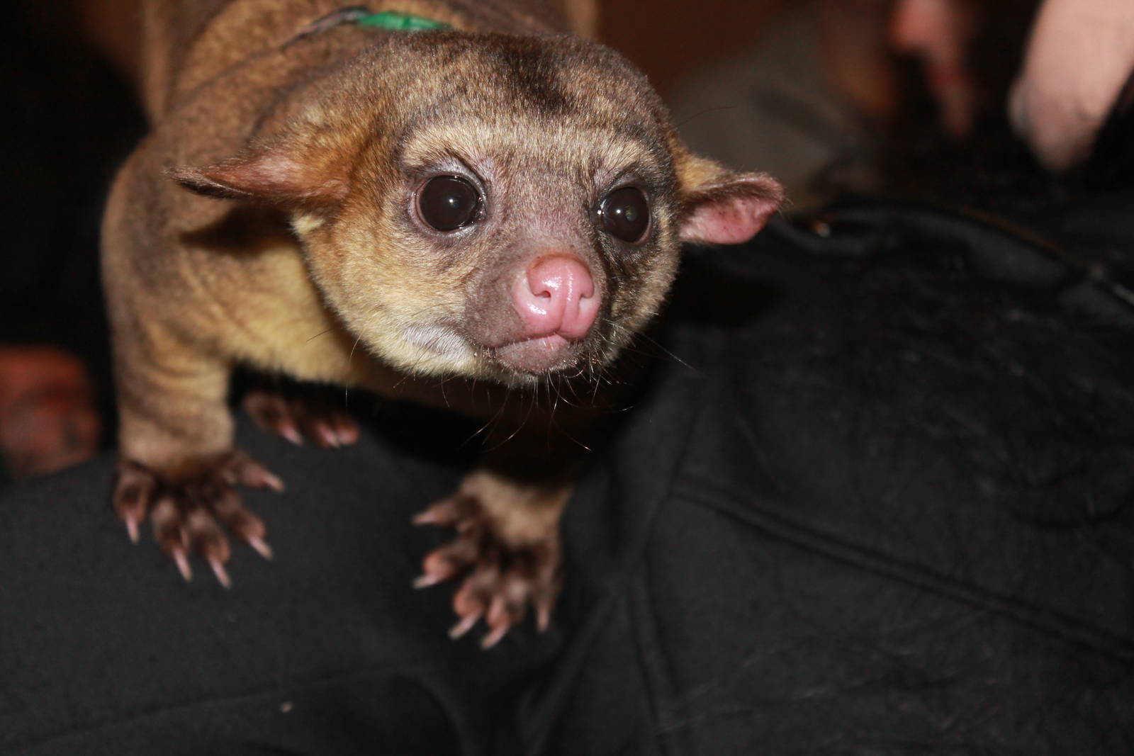 Kinkajou (Potos flavus) 25 November 2012