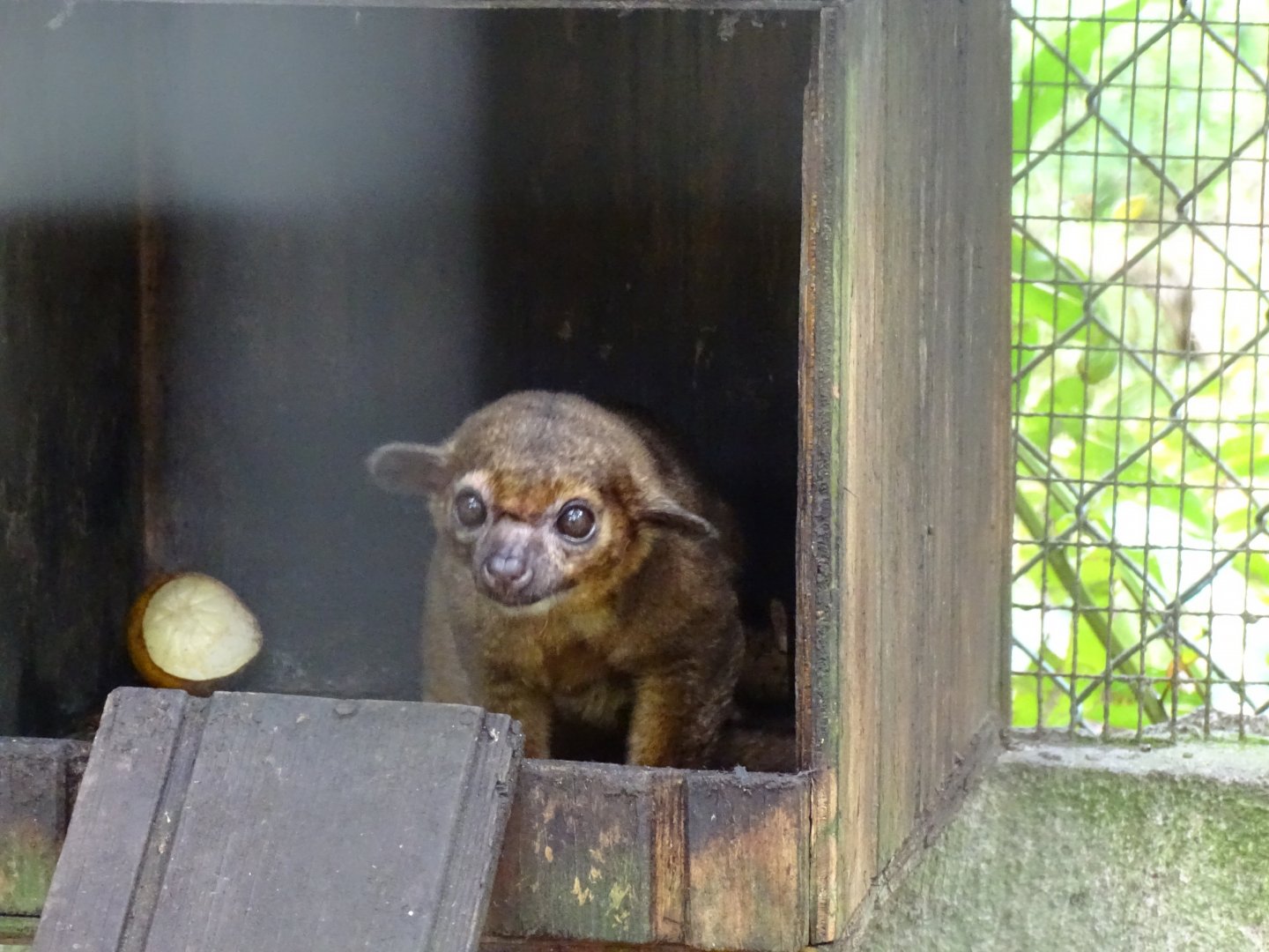 Kinkajou (Potos flavus) Jamaica Swamp Safari, Jamaica