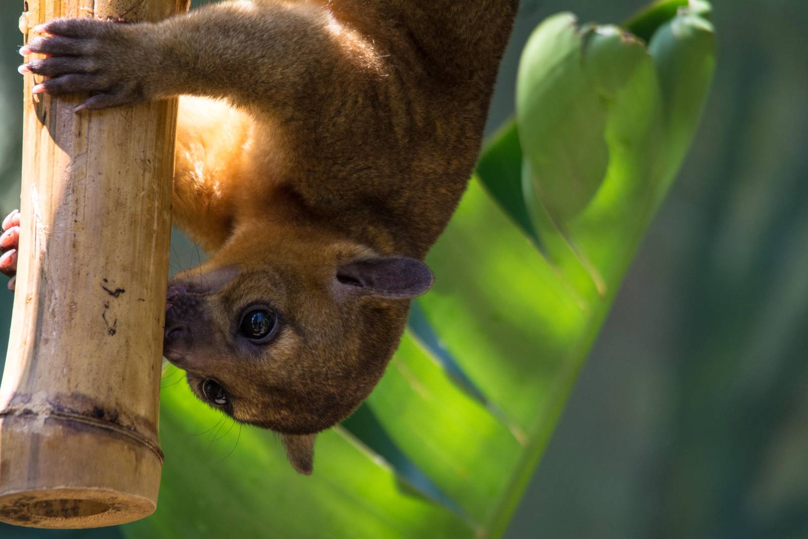 Kinkajou - Potos flavus