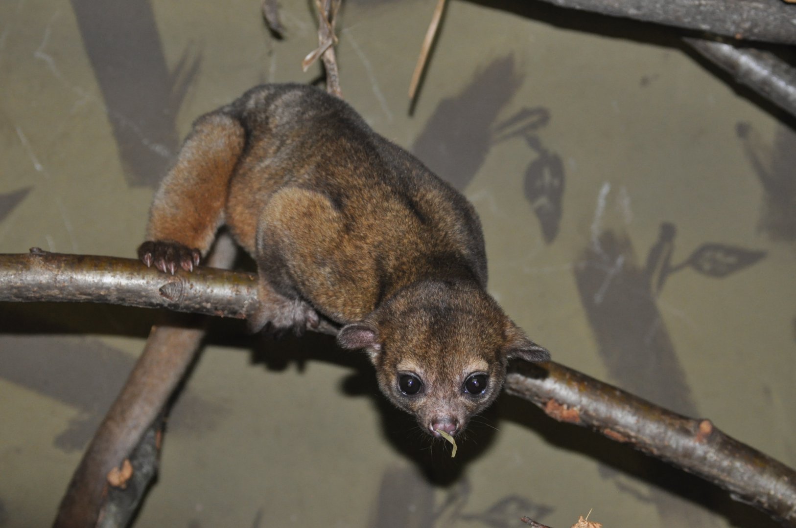 Kinkajou/ Potos flavus
