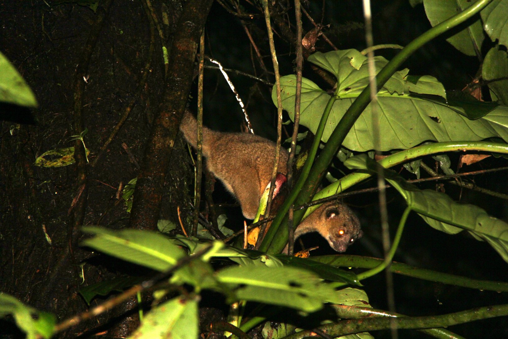 kinkajou (Potos flavus)