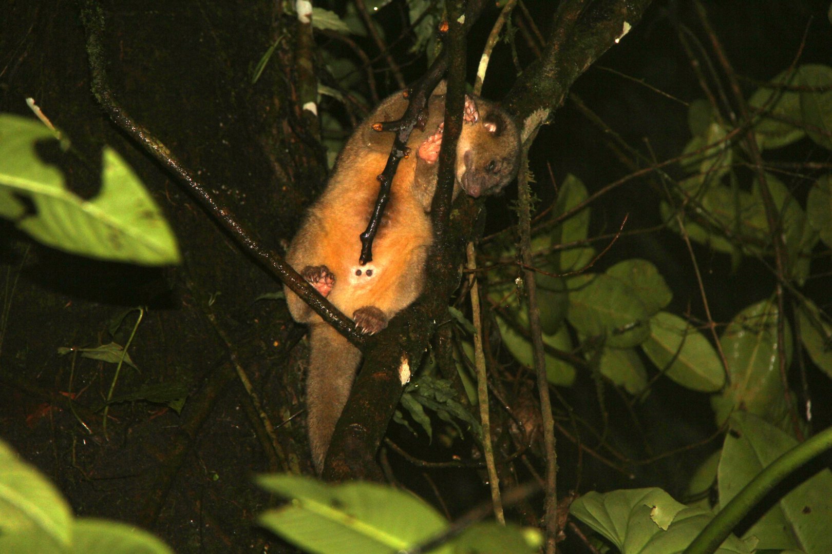 kinkajou (Potos flavus)