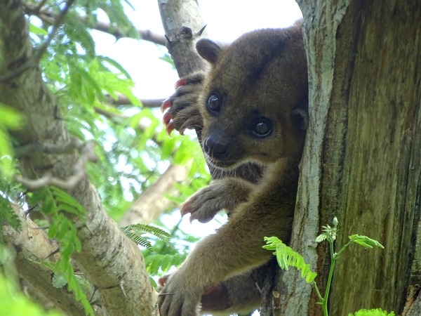 Kinkajou (Potos flavus)
