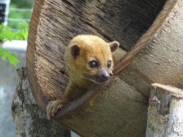 Kinkajou (Potos flavus)