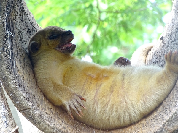Kinkajou (Potos flavus)