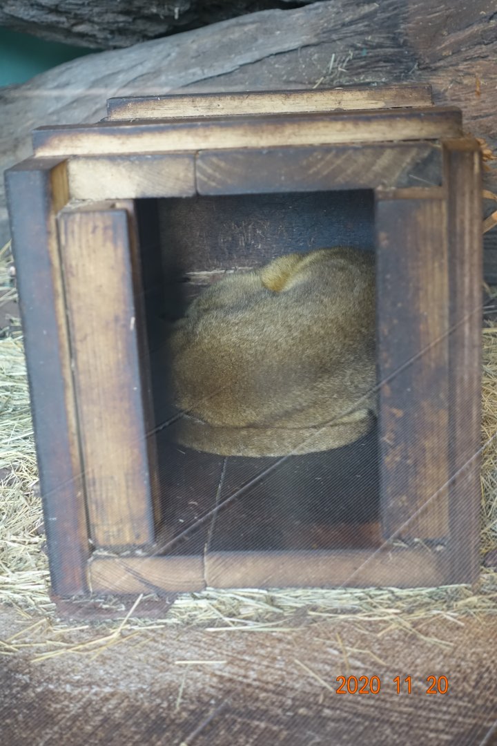 Kinkajou (Potos flavus)