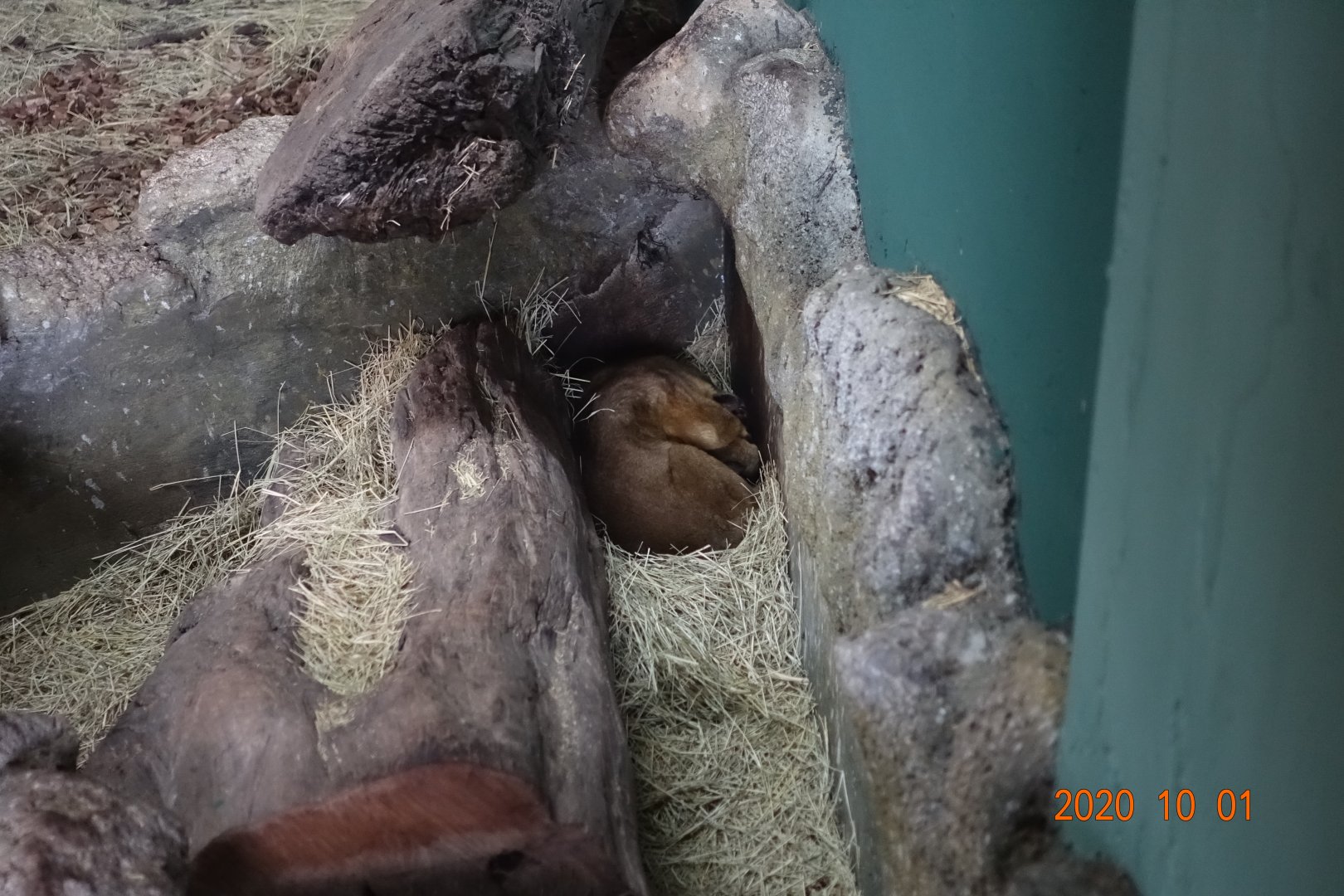 Kinkajou (Potos flavus)