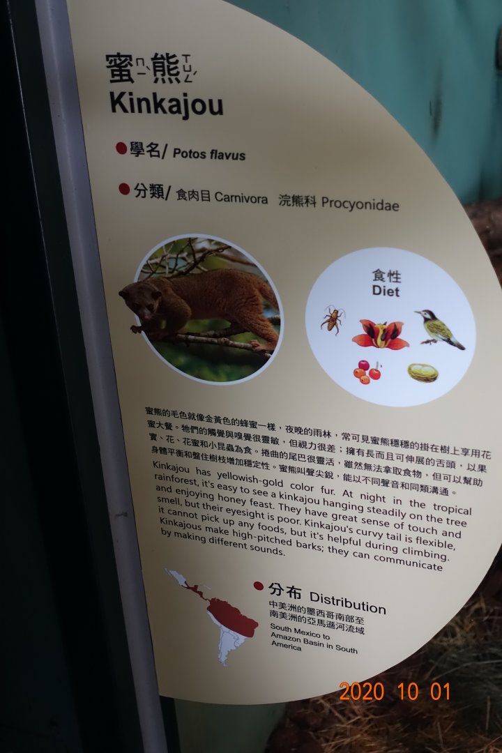 Kinkajou (Potos flavus)