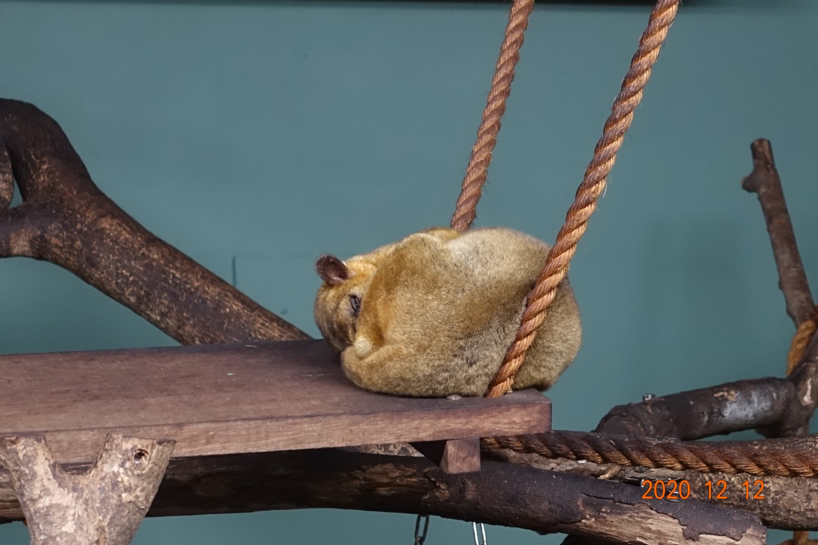 Kinkajou (Potos flavus)