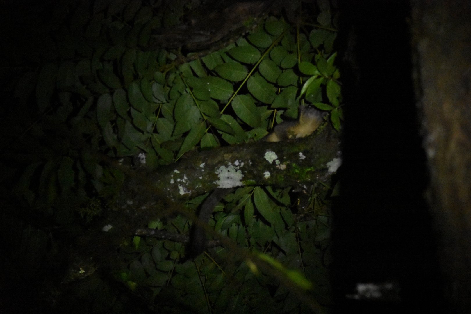 Kinkajou (Potos flavus)