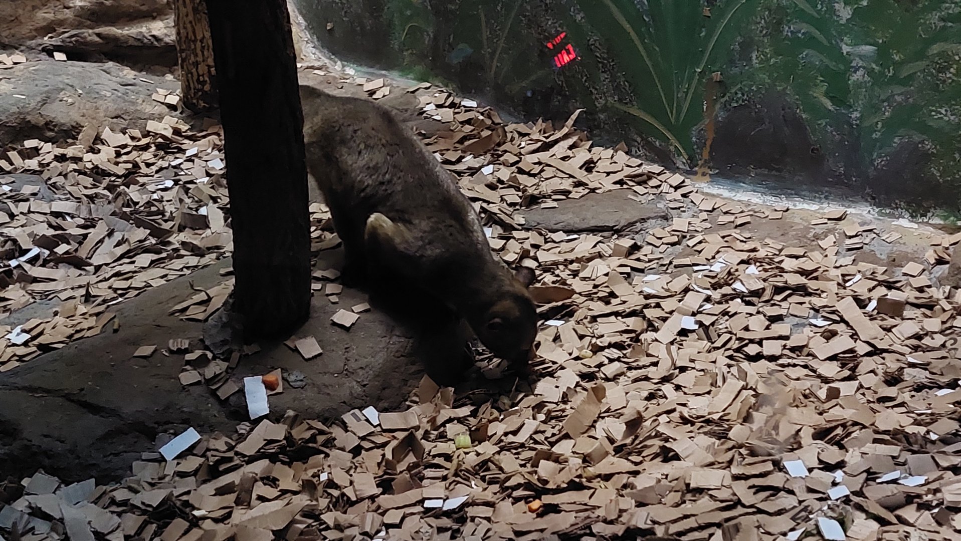 Kinkajou (Potos flavus)