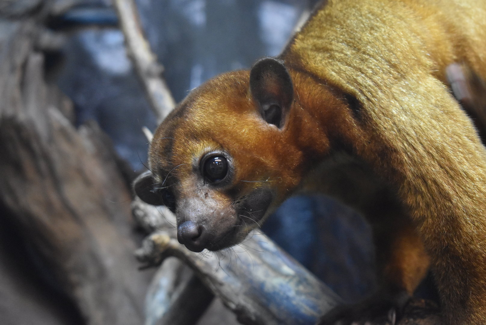 kinkajou（Potos flavus）