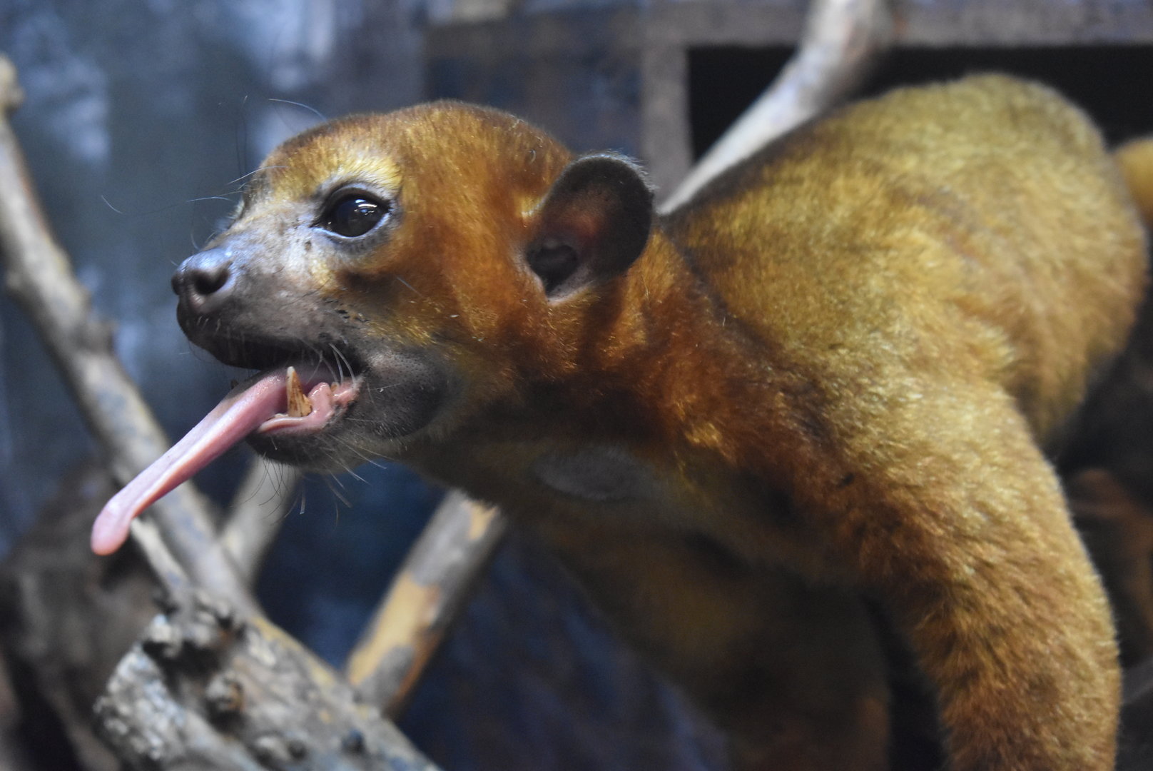 kinkajou（Potos flavus）