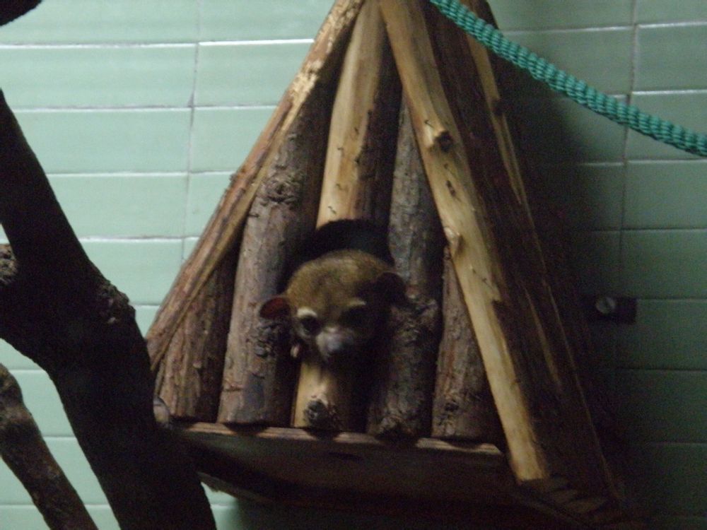 Kinkajou (Potos Flavus)