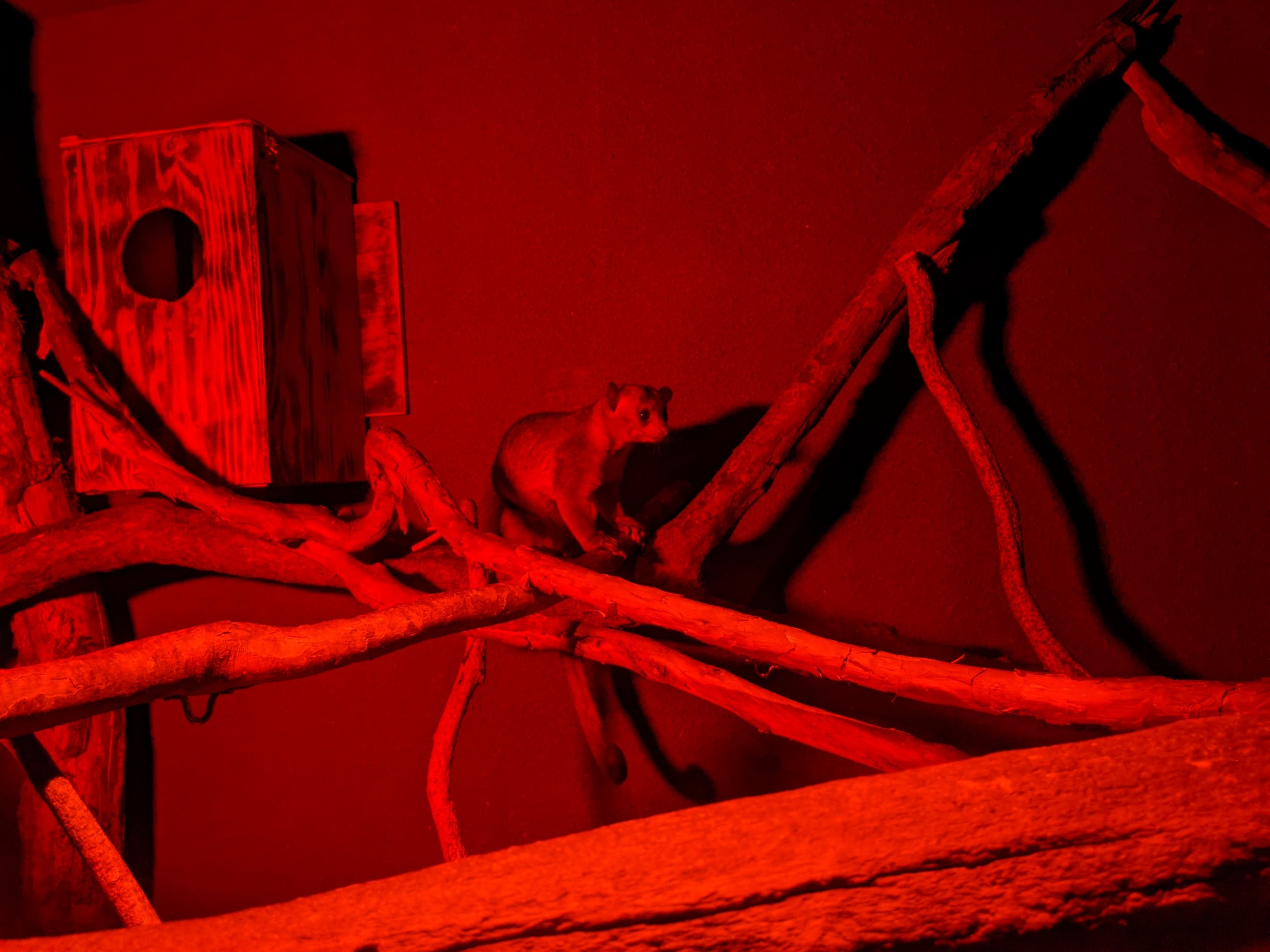 Kinkajou (Potos flavus)