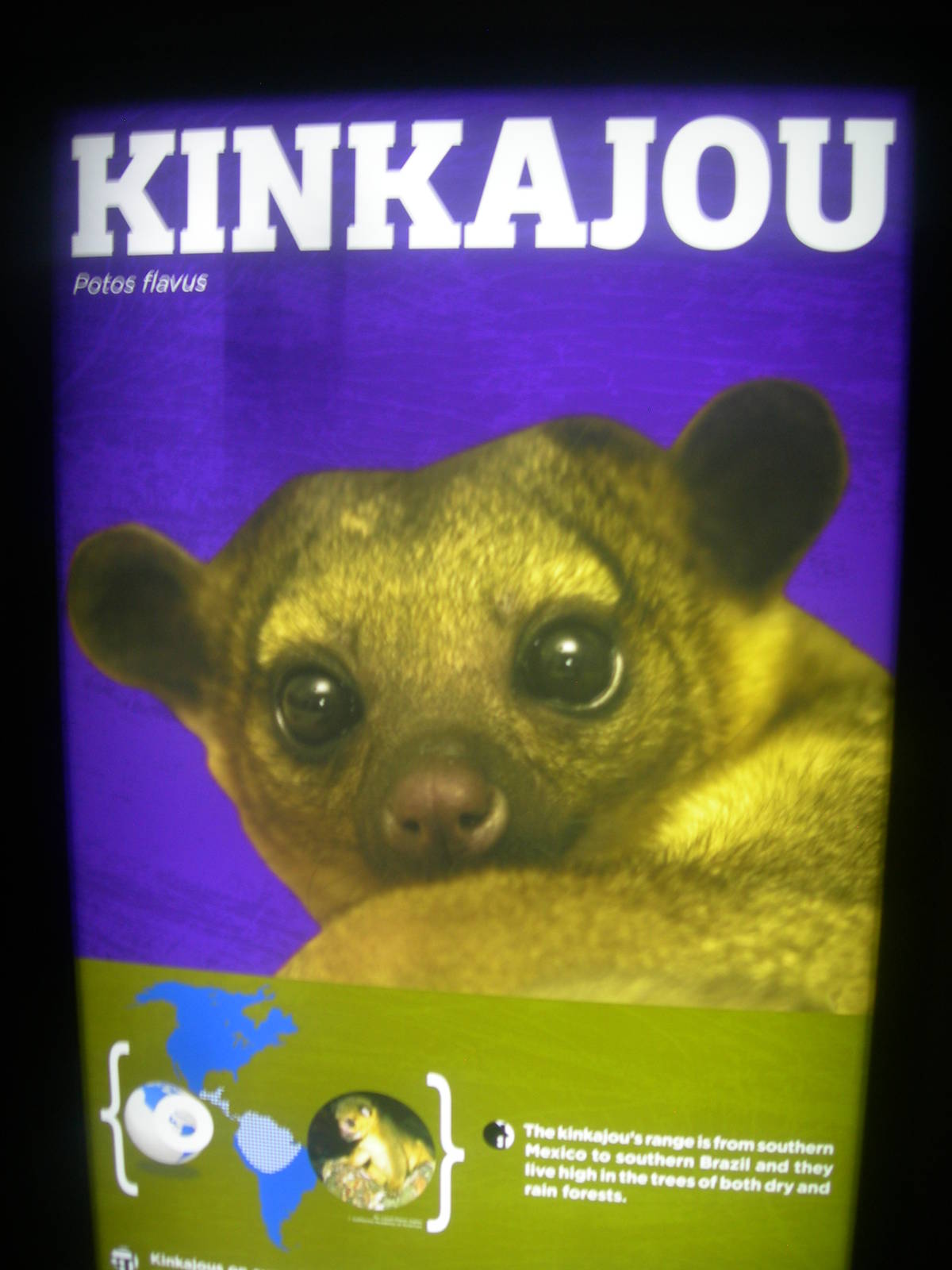 Kinkajou Sign