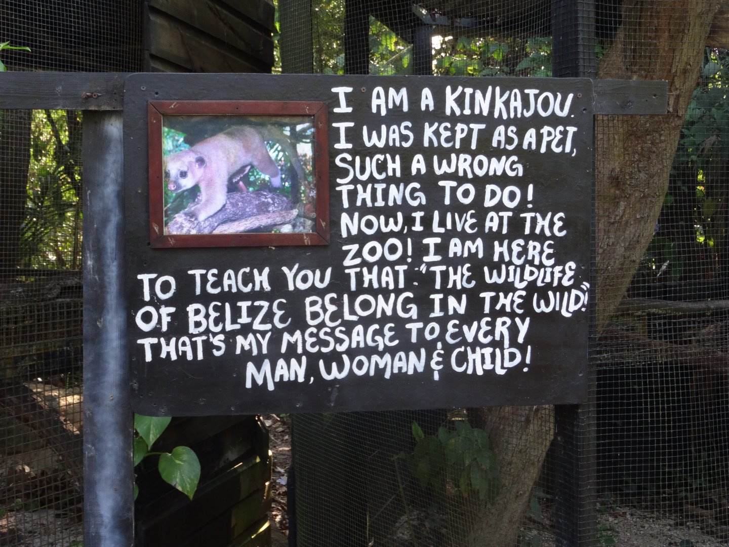 Kinkajou Signage