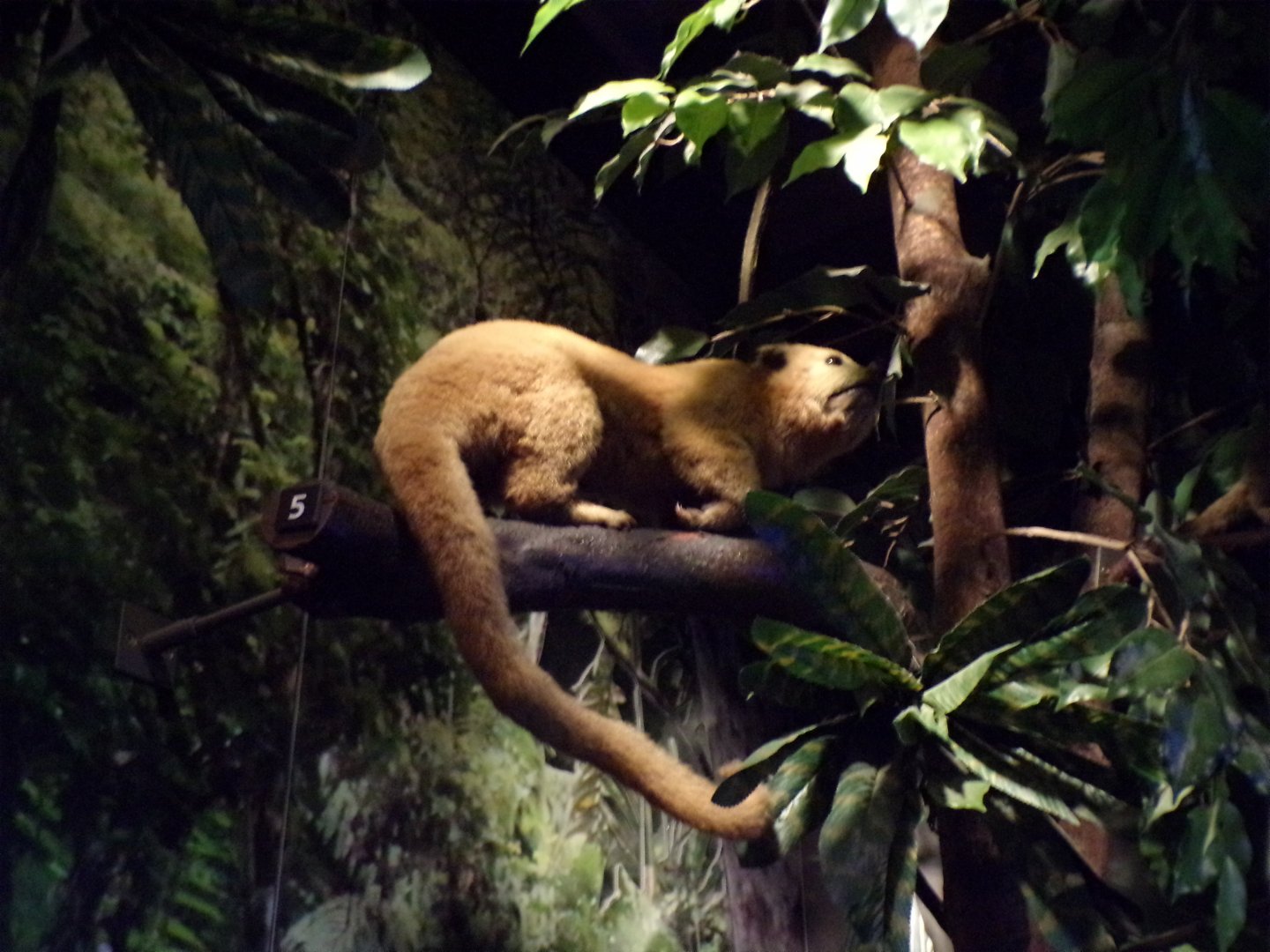 Kinkajou (taken at Kelvingrove museum) 12.2.24
