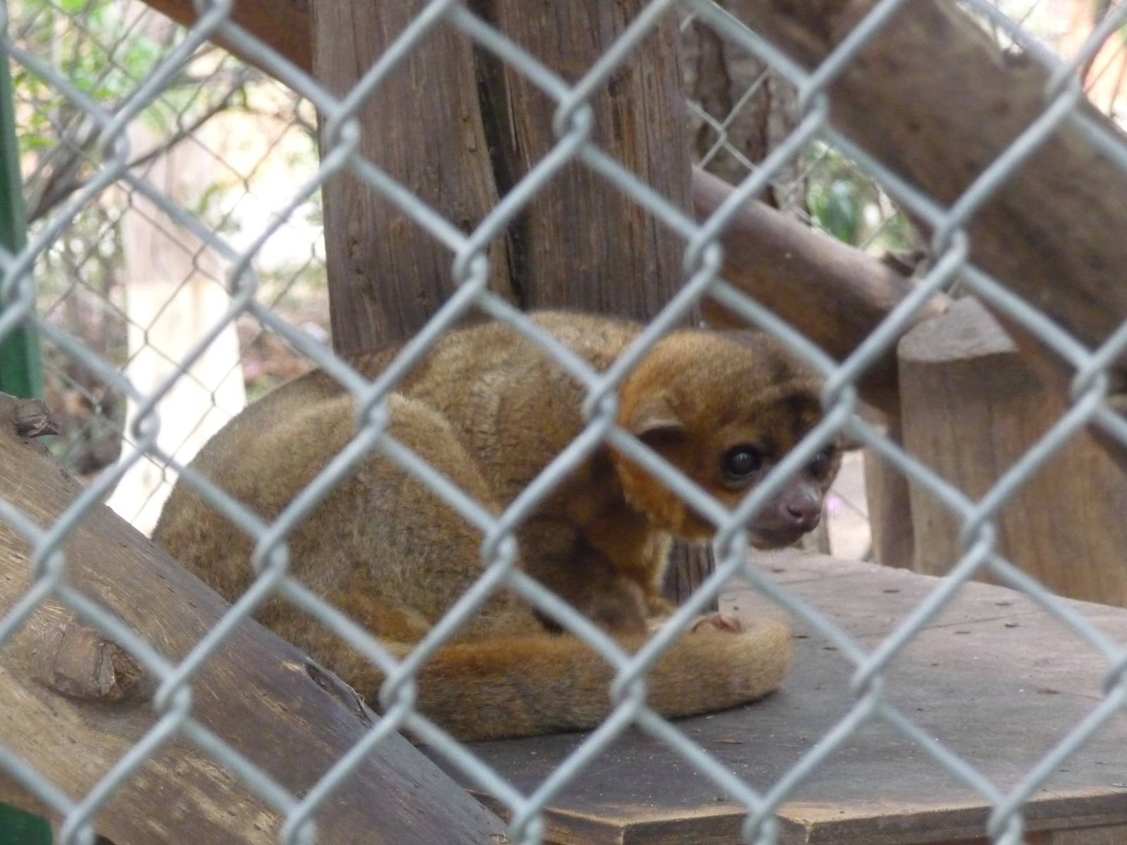 kinkajou zoologico de irapuato