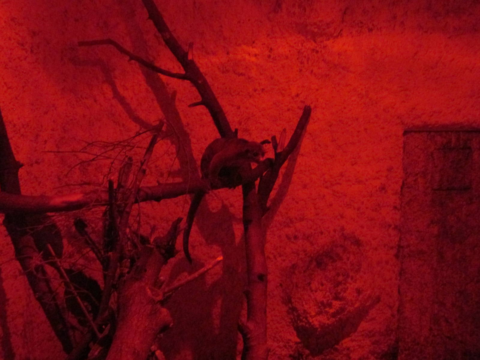 kinkajou zoologico del altiplano