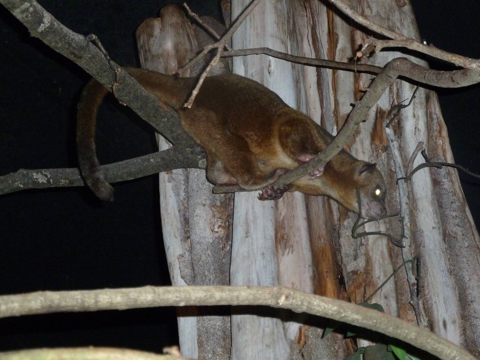 kinkajou