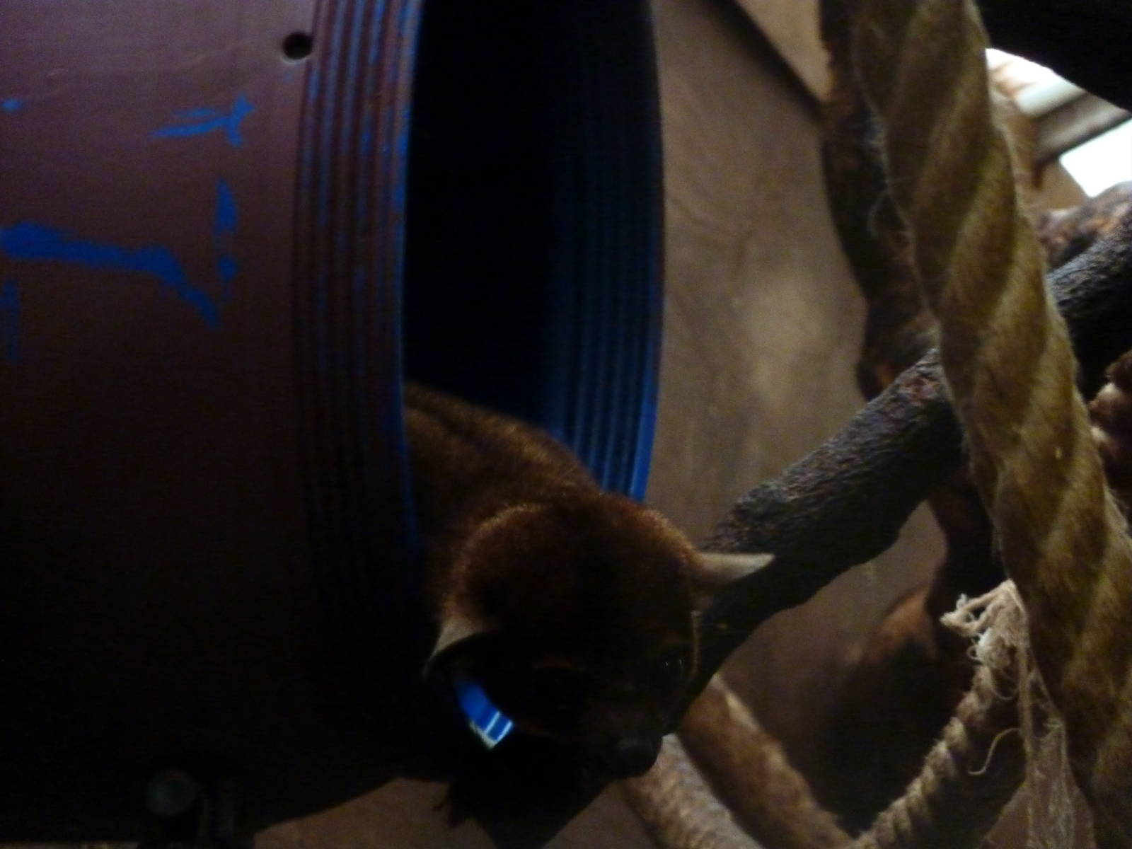 Kinkajou