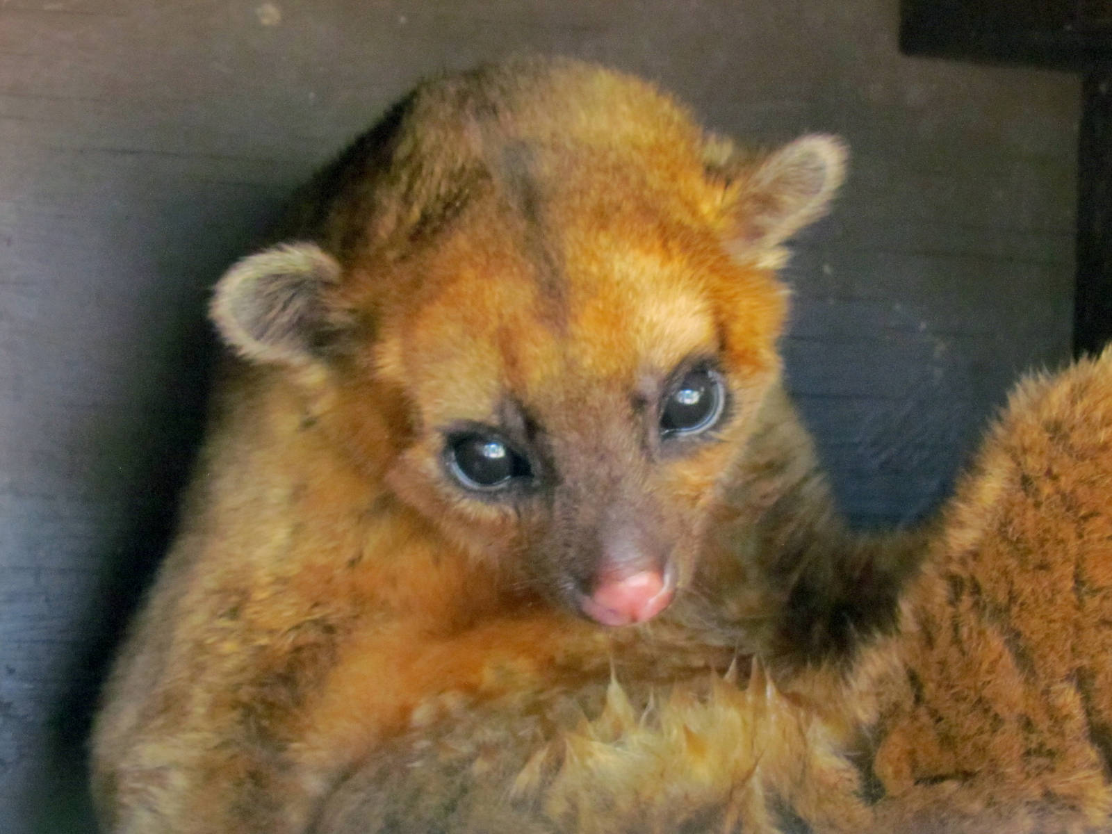 Kinkajou