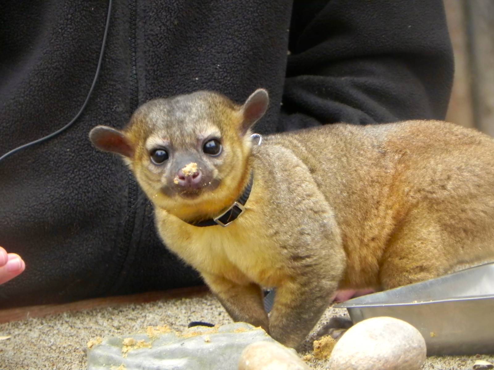 Kinkajou
